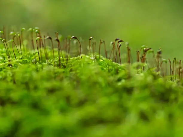 Outdoor close-up photography of moss capsules.