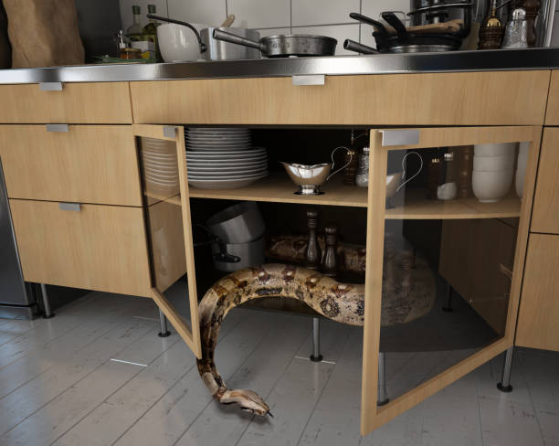 the snake in the kitchen