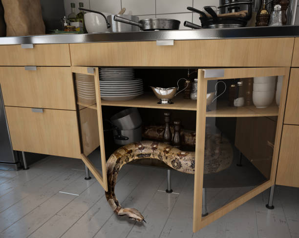 a cobra na cozinha - snake boa python boa constrictor - fotografias e filmes do acervo
