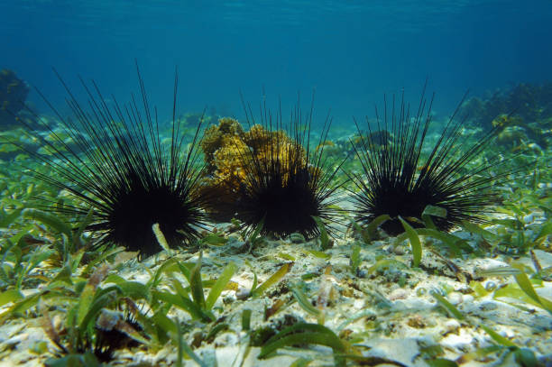 Long spined sea urchin underwater Underwater seabed with long spined sea urchin in the Caribbean sea spined stock pictures, royalty-free photos & images
