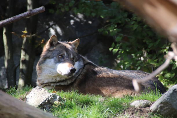 istock Wolf, Canis lupus, Tyrol, Austria 860974202