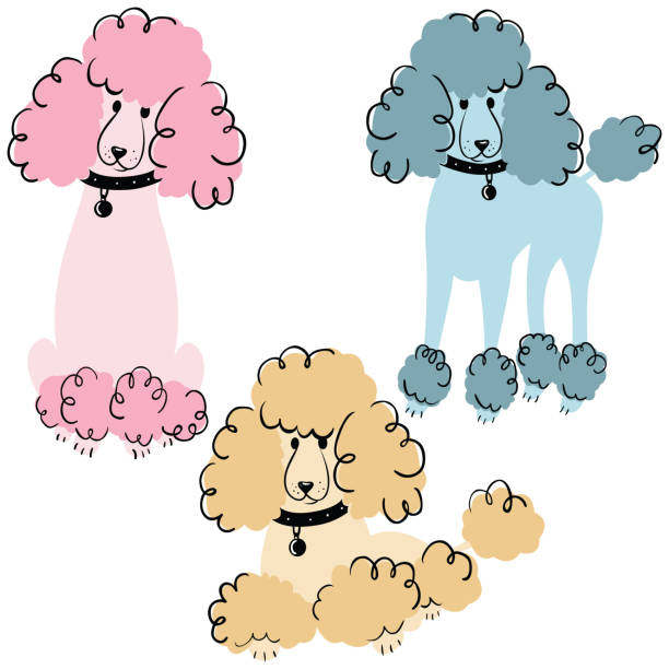 Poodle dogs Cartoon doodle poodles isolated on white background. Vector illustration of cute purebred dogs. silhouette of pink poodle stock illustrations