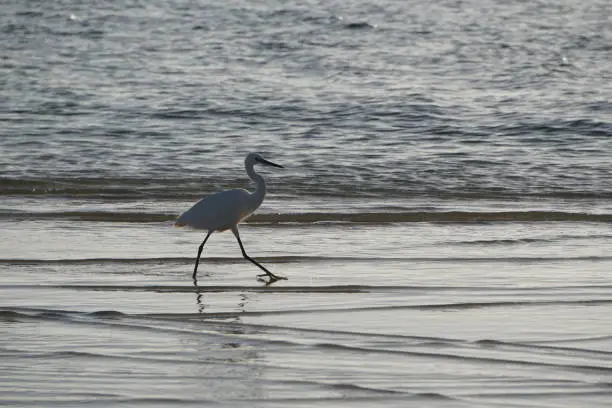 A heron walk along the ocean. Waves. Water.