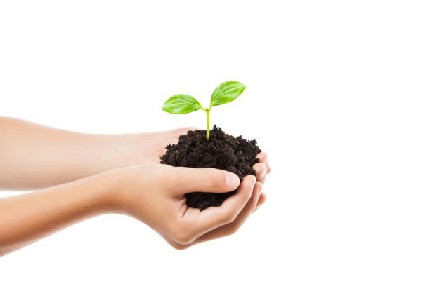 Human hand holding green sprout leaf growth at dirt soil stock photo