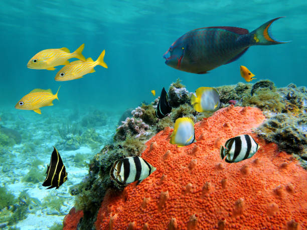 istock Lagoon and its inhabitants 860977618