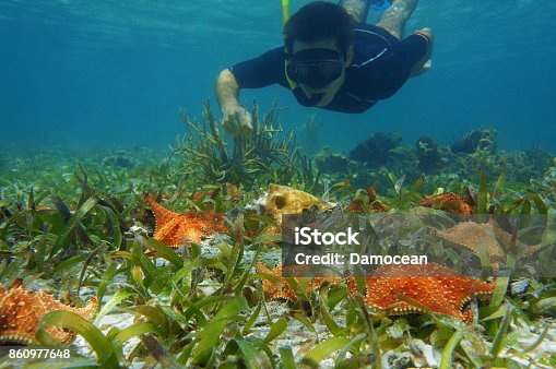 istock Man snorkel underwater looks starfish with a conch 860977648