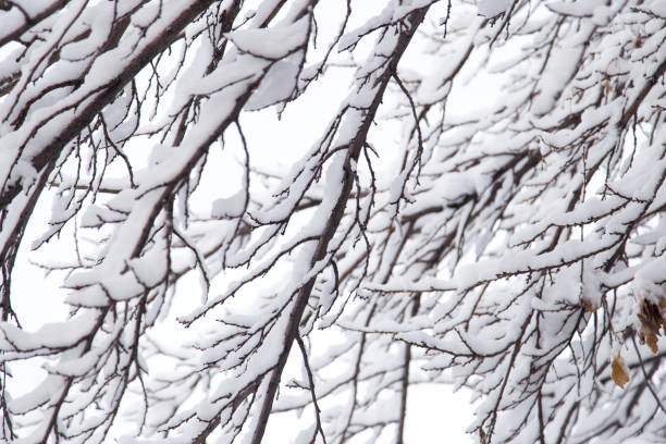 istock snow on the branches of a tree 860977746