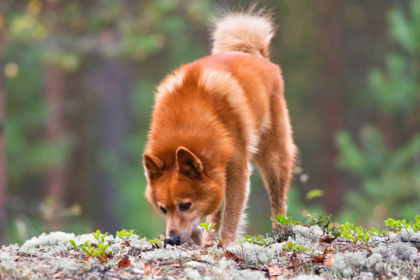 finnish spitz sniffing traces of animals finnish spitz sniffing traces of animals on the ground finnish spitz stock pictures, royalty-free photos & images