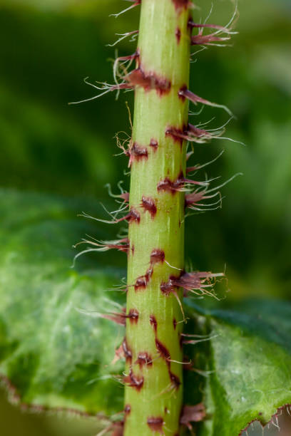 istock Stem of a castor bean begonia. 860980272
