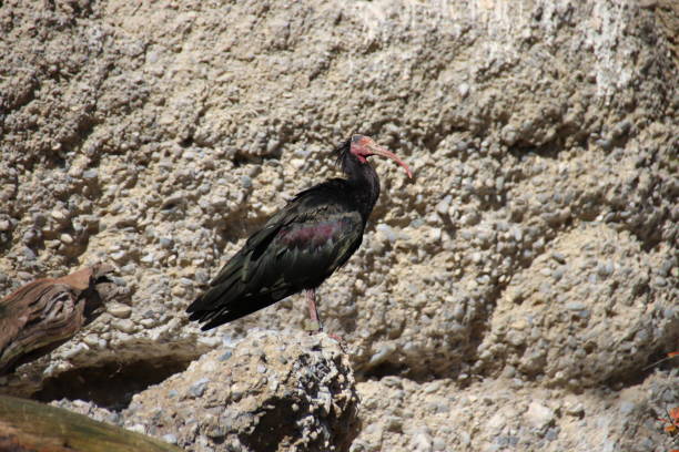 istock Northern bald ibis, Waldrapp, Geronticus eremita, Tyrol, Austria 860980472