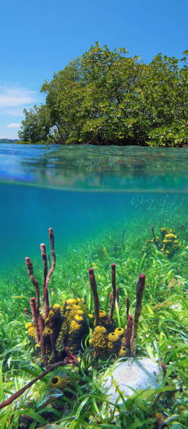 istock Mangrove and sea sponges 860980632