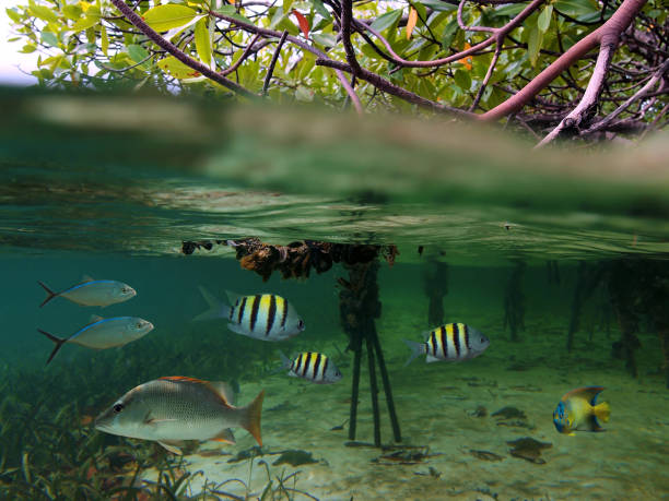 mangrove fisch - mangrove stock-fotos und bilder