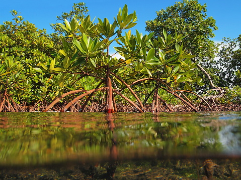 Roots and leaves of mangrove trees seen from the water surface, Caribbean sea, Panama, Central America
