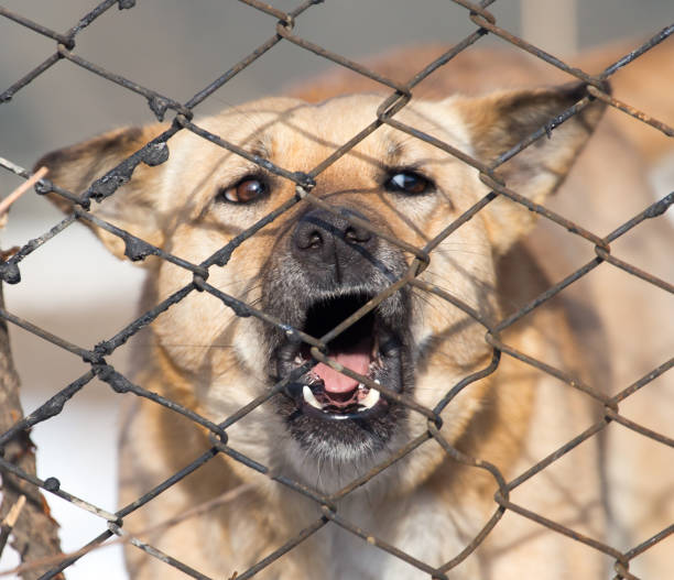istock angry dog behind a fence 860981418