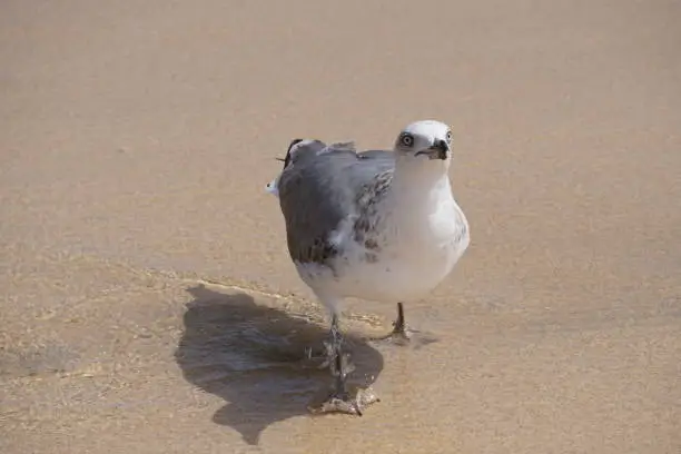 a seagull on the sand under sunlight. Shadow.