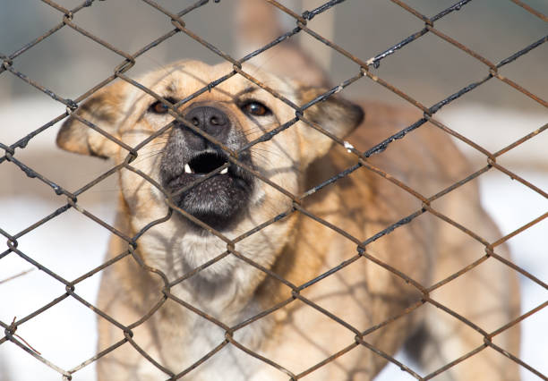 istock angry dog behind a fence 860981568