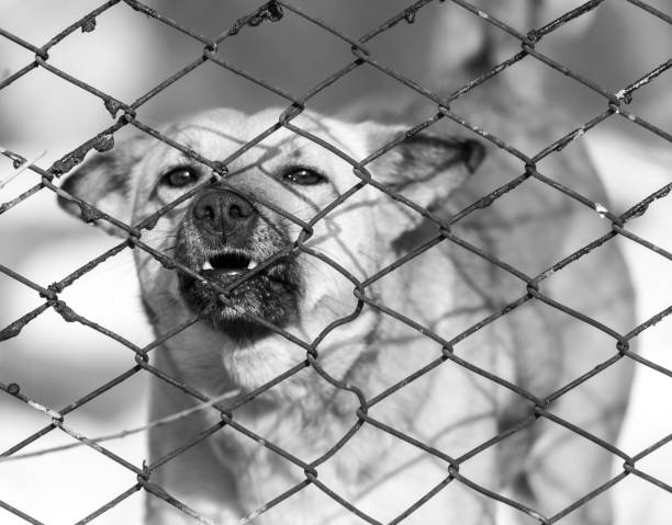 istock angry dog behind a fence 860981596