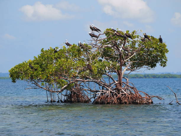 istock Mangrove tree in the water with seabirds 860983876