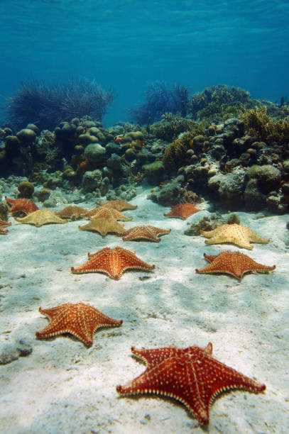 istock Many starfish underwater with a coral reef 860984078