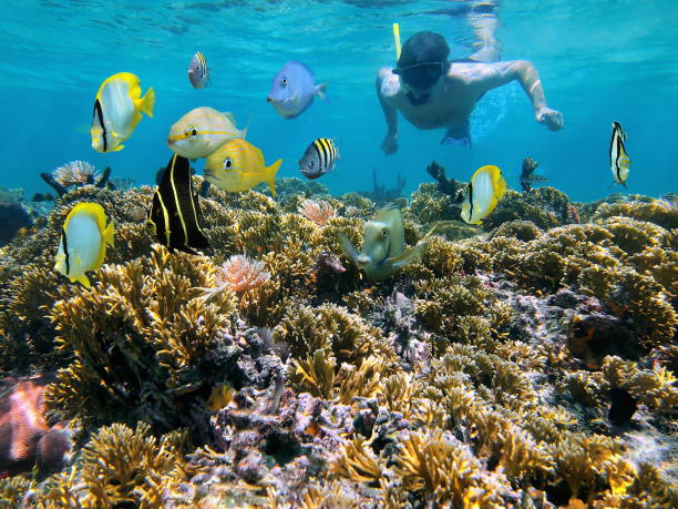 Coral reef and snorkeler