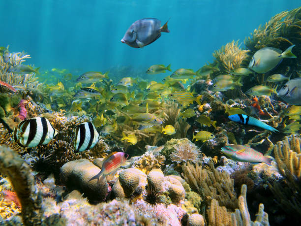 istock Marine life in a coral reef 860984394