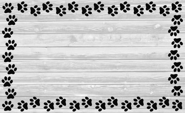 Black paw prints frame on white wooden background. Black paw prints on white wooden background with copy space for text. grey cat white paws stock pictures, royalty-free photos & images