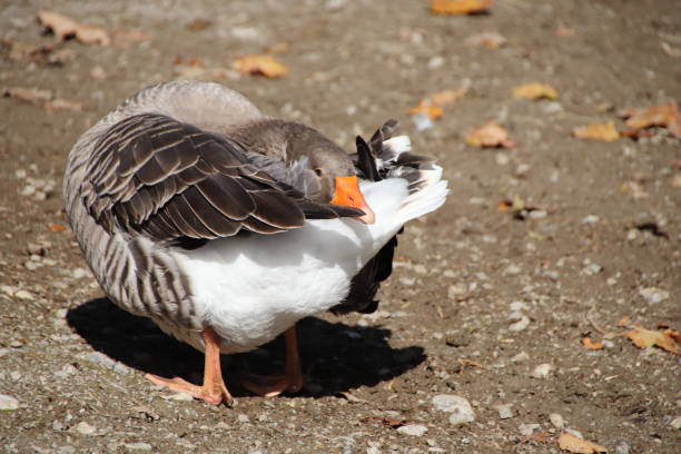 istock Domestic Goose, Landgans (Anser anser domesticus),  Tyrol, Austria 860985134