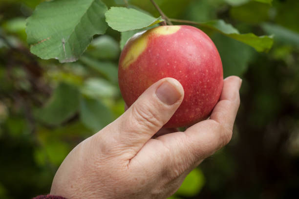 istock hand of woman picking a red apple in apple tree 860985142