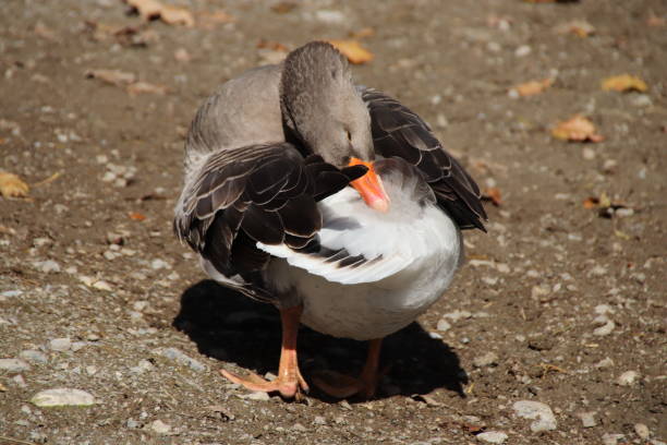 istock Domestic Goose, Landgans (Anser anser domesticus),  Tyrol, Austria 860985196