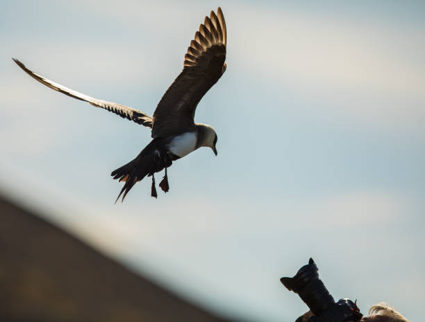 istock Bird attacking photographer. Arctic skua flying towards camera lens 860985308