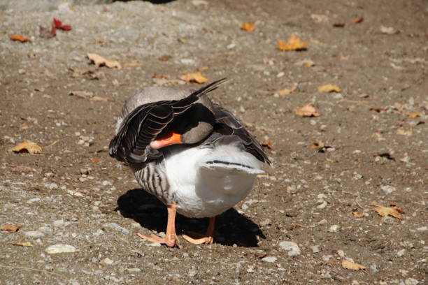 istock Domestic Goose, Landgans (Anser anser domesticus),  Tyrol, Austria 860985580