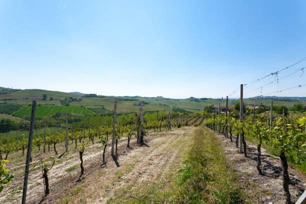 istock Landscape with vineyards from Langhe,Italian agriculture 860985700