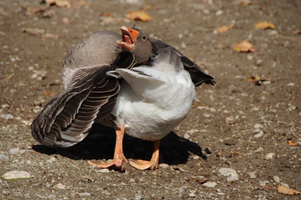 istock Domestic Goose, Landgans (Anser anser domesticus),  Tyrol, Austria 860991450
