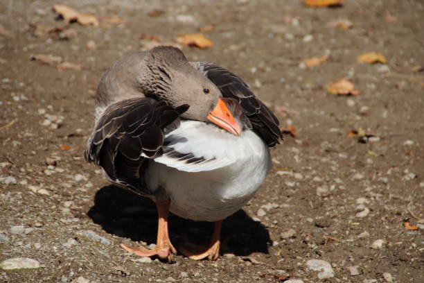 istock Domestic Goose, Landgans (Anser anser domesticus),  Tyrol, Austria 860991538