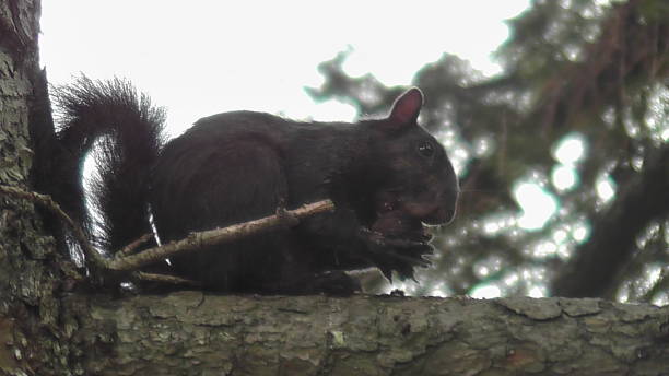 istock Black Squirrel in New York City 860991692