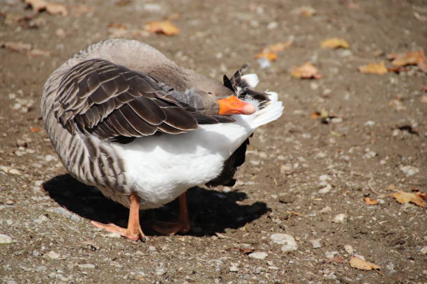 istock Domestic Goose, Landgans (Anser anser domesticus),  Tyrol, Austria 860992036