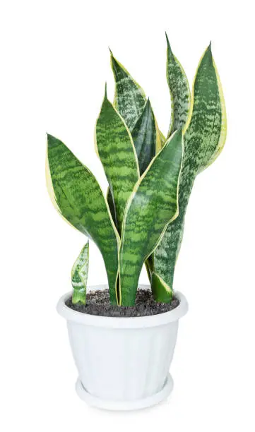 Photo of House plant Sansevieria