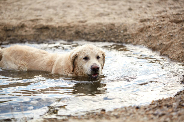 istock Happy labrador enjoy playing on beach with owner. 860995300
