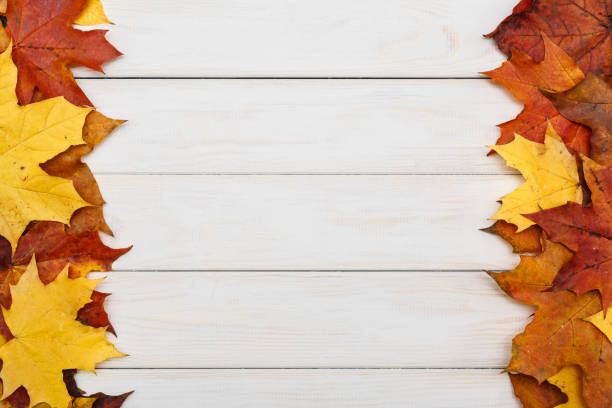 istock Fallen maple leaves on white wooden background. Autumn concept. 860995574