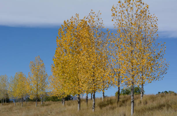 Autumn trees Autumn trees with yellow leaves lining small hill with mountain cloud birch gold group reviews usa stock pictures, royalty-free photos & images