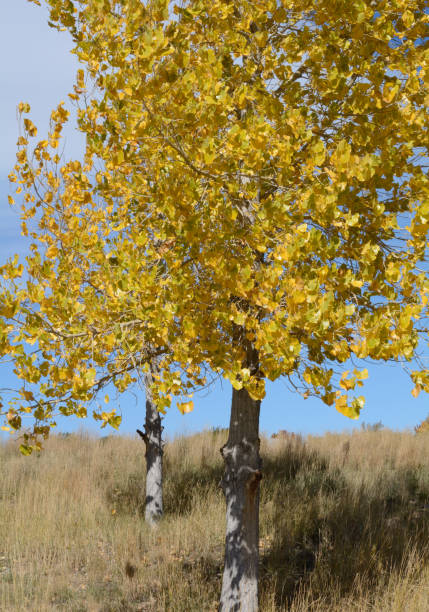 Autumn tree Autumn trees with yellow leaves birch gold group reviews us stock pictures, royalty-free photos & images