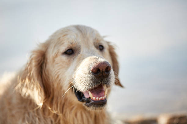istock Happy doggie labrador enjoy playing on beach with owner. 860999078