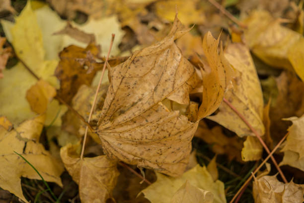 istock autumn golden leaves background 861004760