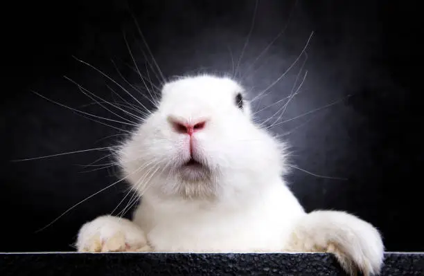 Photo of White rabbit on the black background in the studio