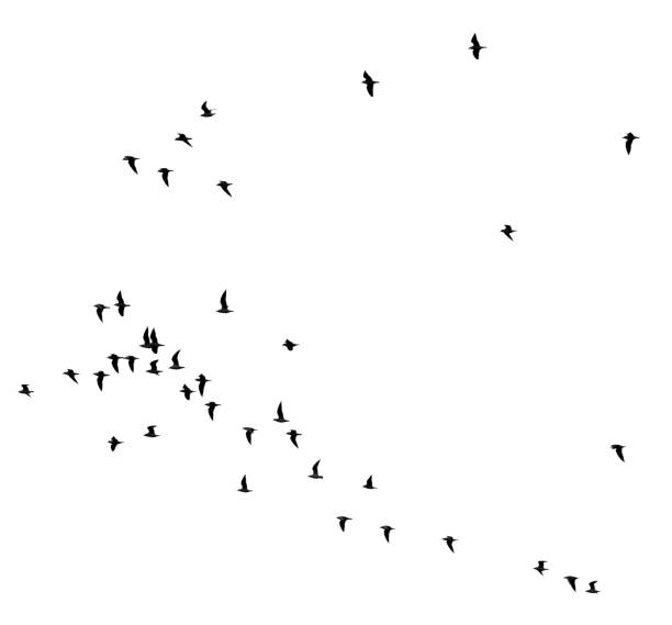 istock flock of birds on a white background 861007488
