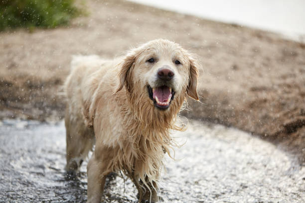 istock Happy labrador enjoy playing on beach with owner. 861007746