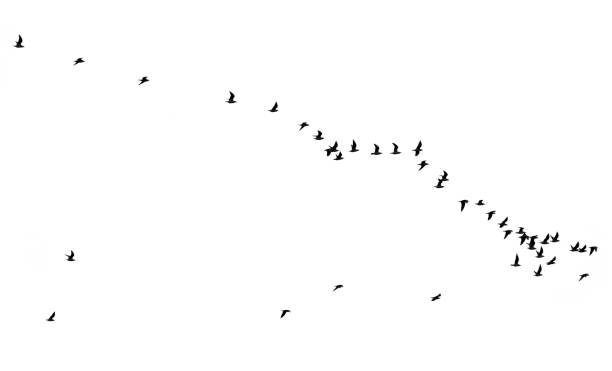 istock flock of birds on a white background 861008046