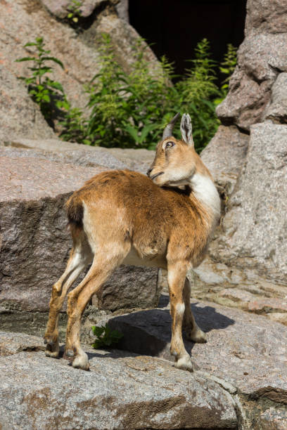 el chico de la gira de este caucásico está jugando en las rocas - paridigitate mammals fotografías e imágenes de stock