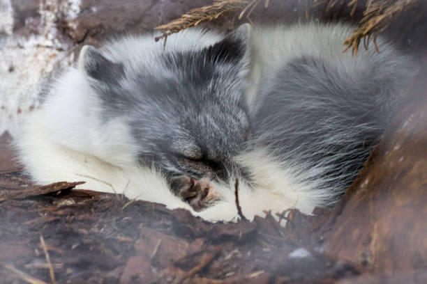 istock White fox sleeping under tree in Auyuittuq National Park Canada 861008818