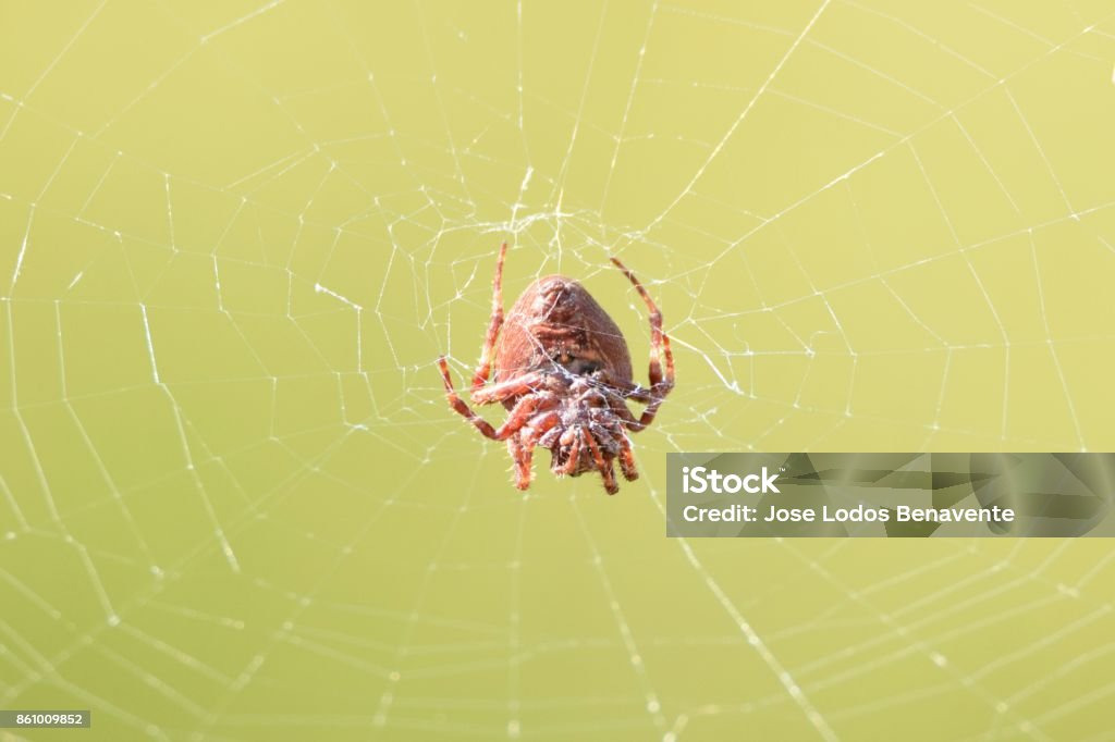 Red araneae knitting a cloth. Red Araneae weaving a fabric. Arachnid Stock Photo